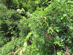 Ancylobothrys petersiana