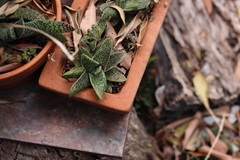 Gasteria carinata