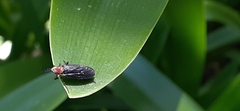 Dilophus pectoralis
