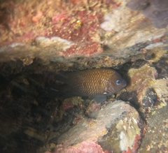 Stegastes acapulcoensis