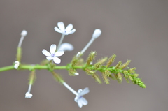 Plumbago zeylanica