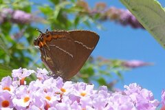 Satyrium w-album