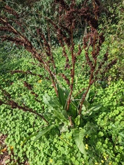 Rumex cristatus