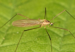 Erioptera