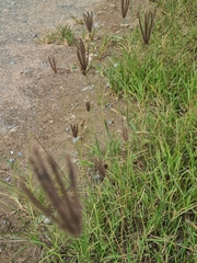 Cynodonteae