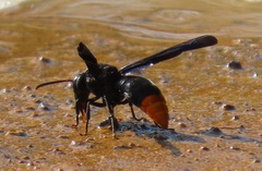 Synagris analis