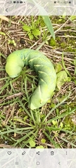 Acherontia