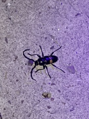 Lissonotus flavocinctus