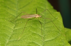 Erioptera