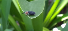 Dilophus pectoralis