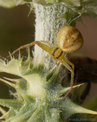 Misumenops temibilis