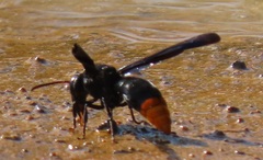 Synagris analis