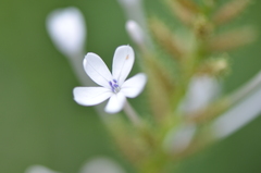 Plumbago zeylanica