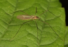 Erioptera