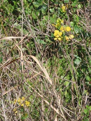 Eulophia speciosa