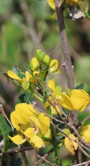 Eulophia speciosa