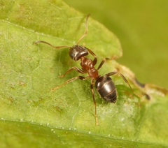 Lasius brunneus