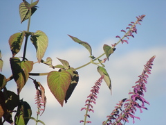 Salvia purpurea