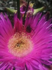 Melolonthinae