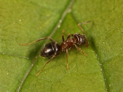 Lasius brunneus