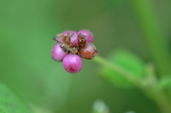 Lantana velutina