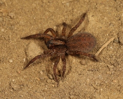 Trochosa terricola