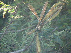 Calliandra houstoniana calothyrsus