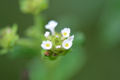Lantana velutina