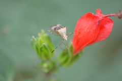 Hypselonotus punctiventris