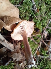 Pseudoomphalina kalchbrenneri