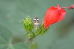 Hypselonotus punctiventris