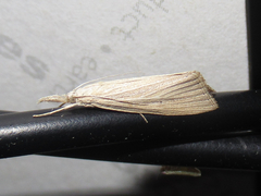 Eoreuma densellus