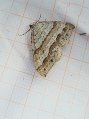 Perizoma parallelolineatum