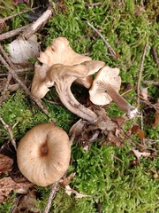 Pseudoomphalina kalchbrenneri