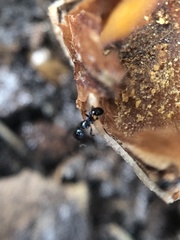 Pheidole metallescens