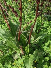 Rumex cristatus