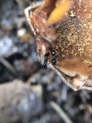 Pheidole metallescens