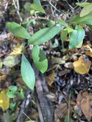 Ligustrum obtusifolium