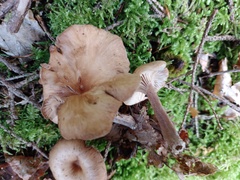 Pseudoomphalina kalchbrenneri