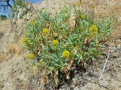 Bupleurum gibraltaricum