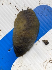 Athoracophorus papillatus