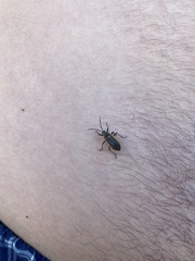 Largus succinctus