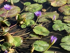 Nymphaea nouchali zanzibariensis