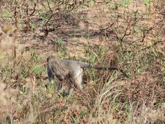 Chlorocebus pygerythrus pygerythrus