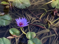 Nymphaea nouchali zanzibariensis
