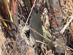 Chlorocebus pygerythrus pygerythrus