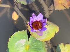 Nymphaea nouchali zanzibariensis