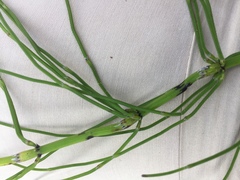 Equisetum palustre