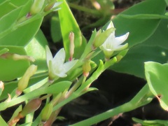 Oxygonum dregeanum