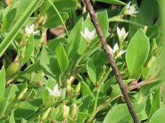 Oxygonum dregeanum